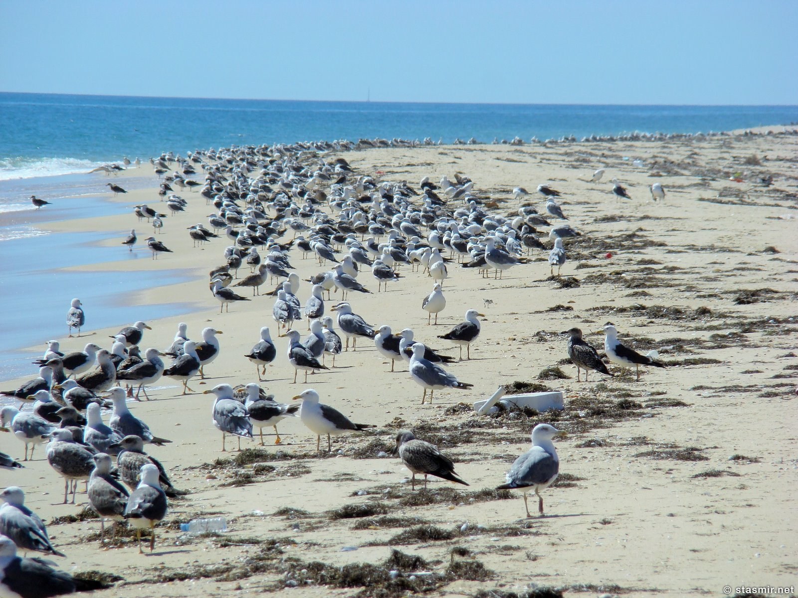 птицы на Ria Formosa или Риа-Формоза, Ilha Deserta, Algarve, пляж в Алгарве, фото Стасмир, Photo Stasmir