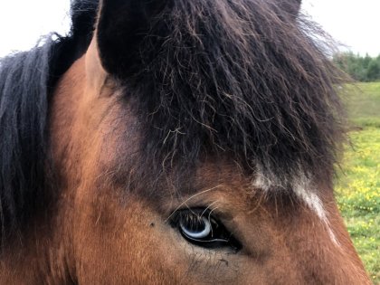 голубоглазая исландская лошадка, фото стасмир, photo stasmir, stasmirnet