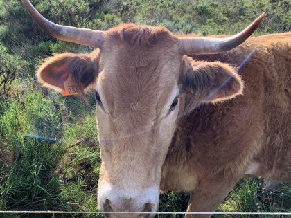 португальская корова отличается от исландской РОГАМИ, фото стасмир, стасмирнет, stasmir, stasmirnet