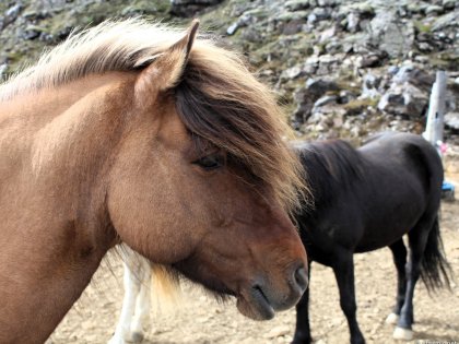 исландские лошадки, landmannalaugar, photo Stasmir, stasmirnet, стасмир, стасмирнет