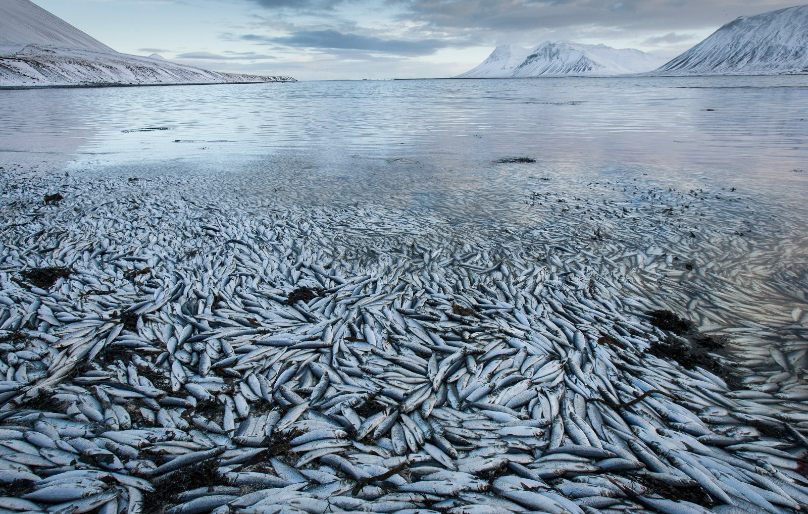 Iceland Fish Deaths (AP Photo/Brynjar Gauti)