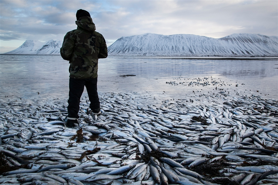 rolling herring