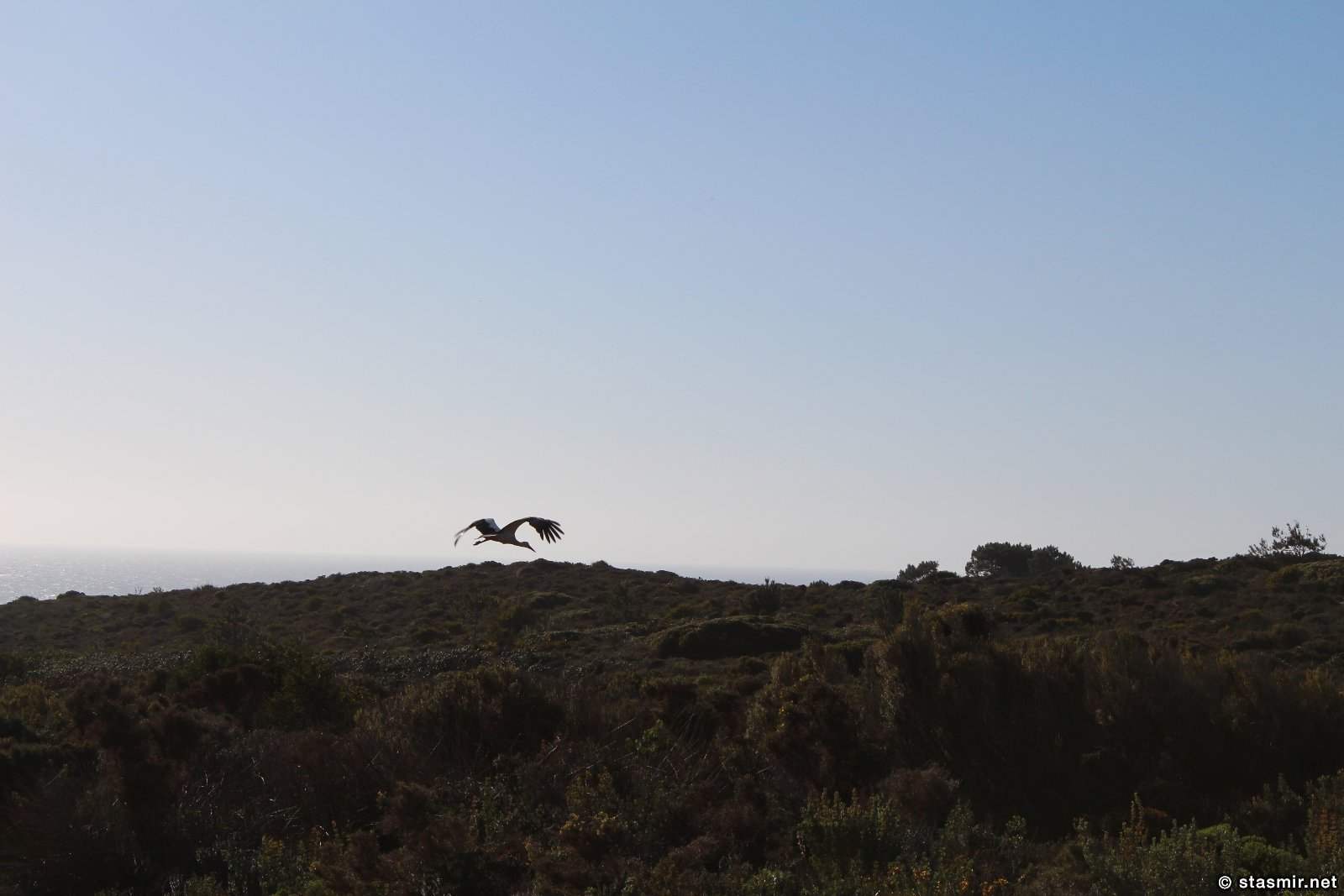 журавль в Португалии, фото Стасмир, Photo Stasmir