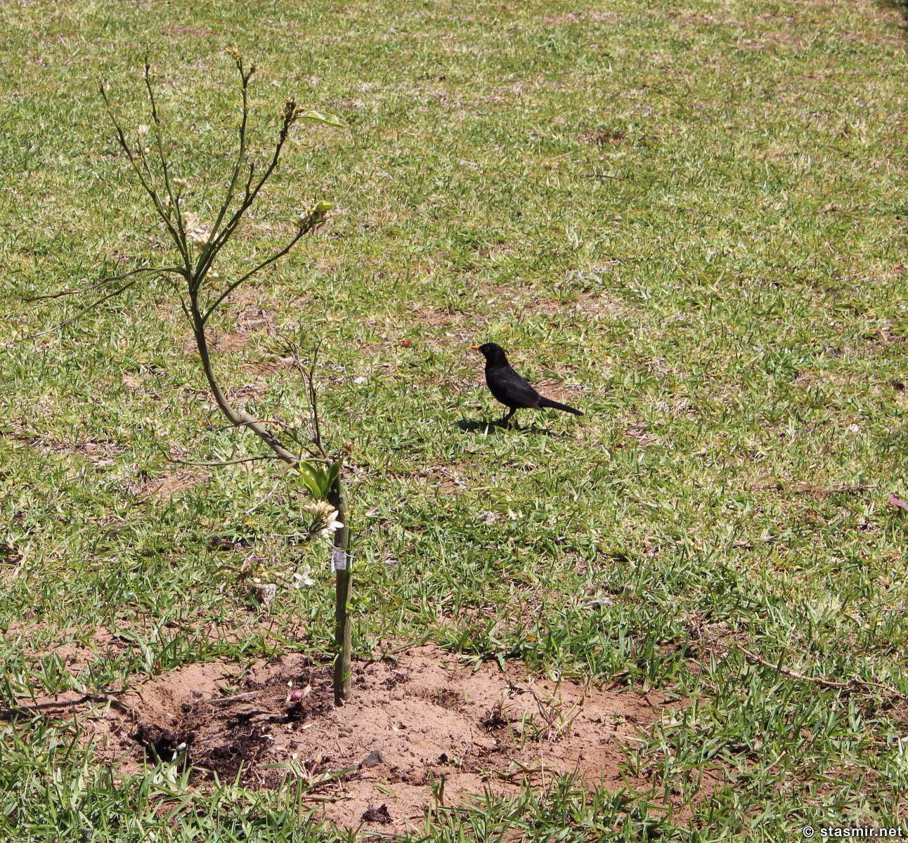 blackburd, common thrush, turdus, черный дрозд, фото Стасмир, photo Stasmir