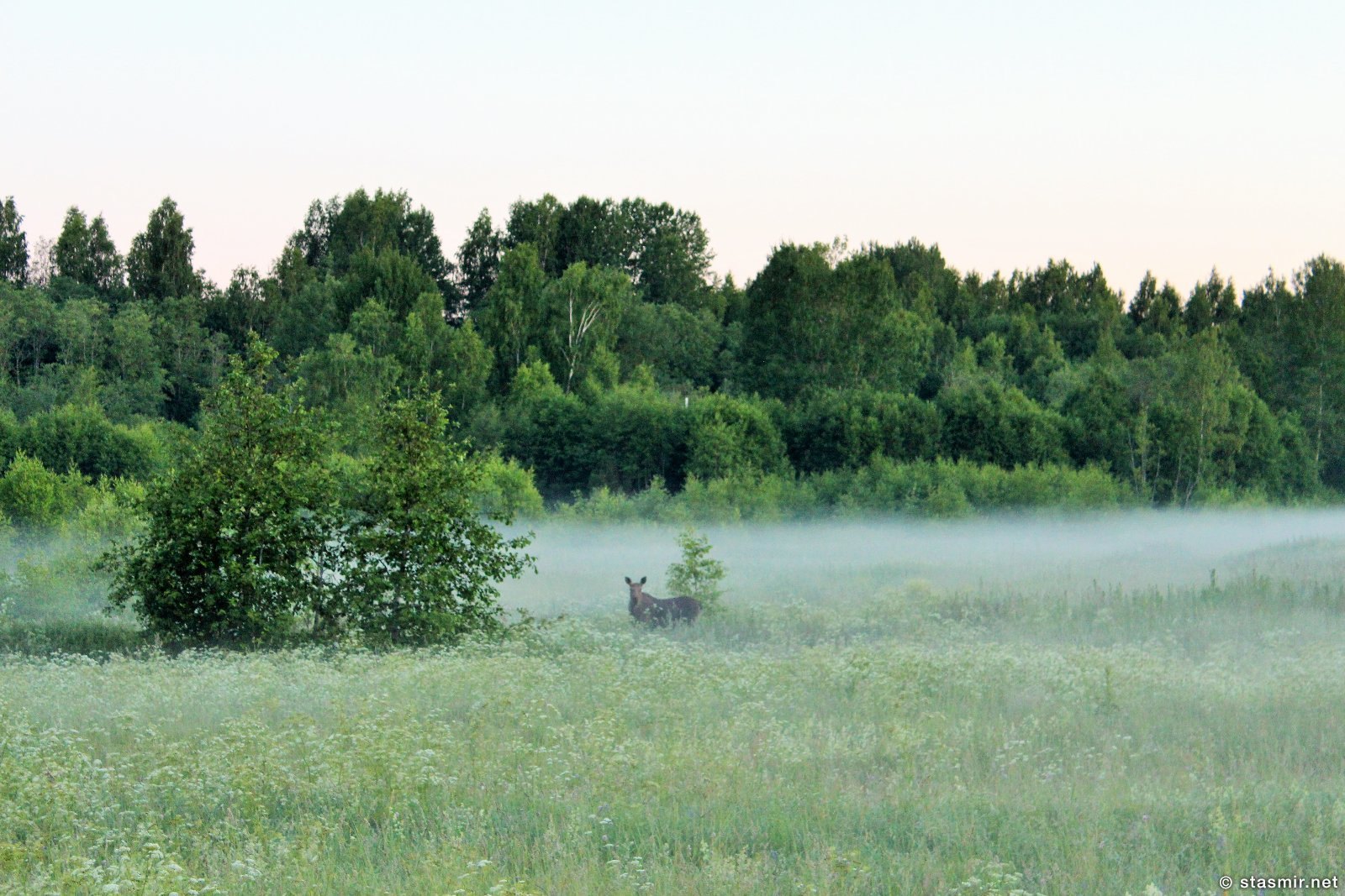 лось, Демянск, Новгородская область, photo Stasmir