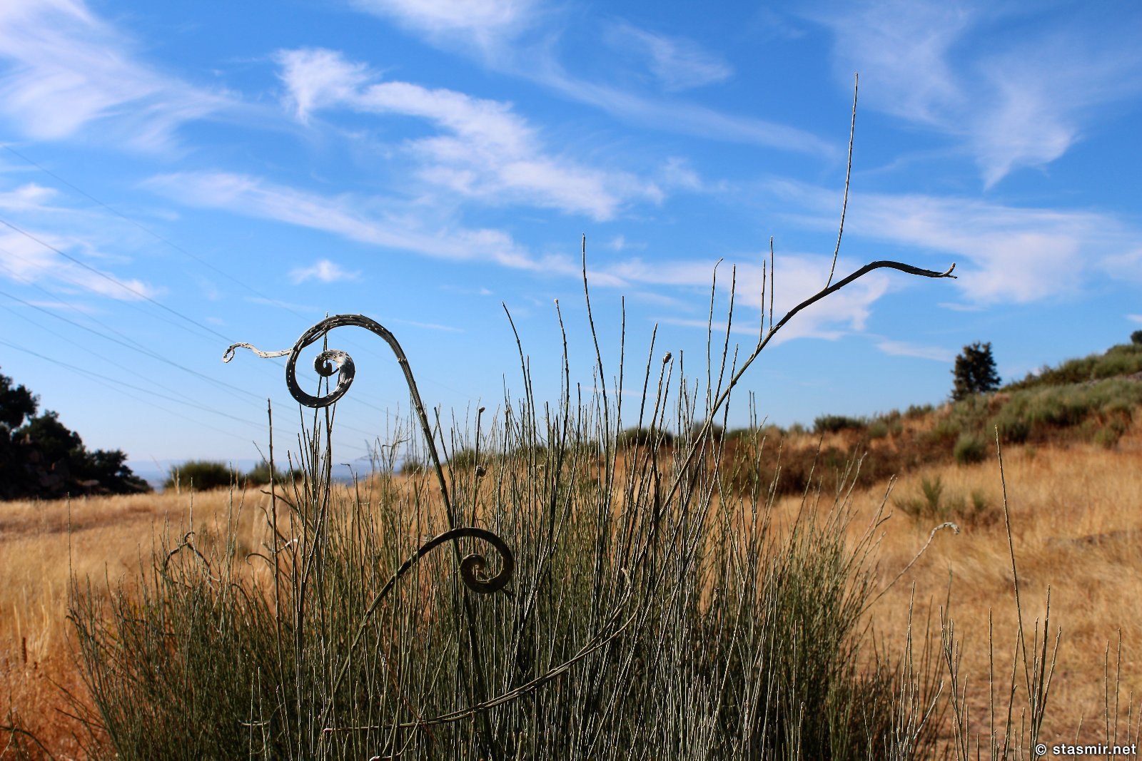 травы Португалии, фото Стасмир, photo Stasmir