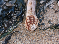 closeup800_img_1888