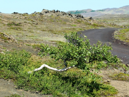 Grótagjá, теплая речка на маршруте Брильянтовое Кольцо Исландии, фото Стасмир, photo Stasmir, Гройтагйау, самое горизонтальное дерево в Исландии, Брильянтовое кольцо Исландии