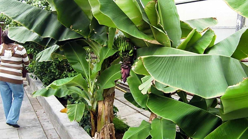 banana edem