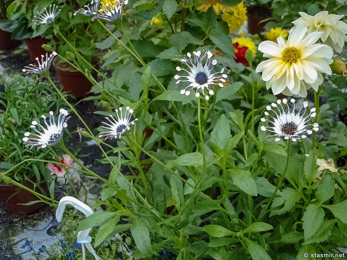 flower reign