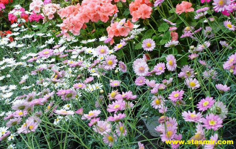 flower-power-edem