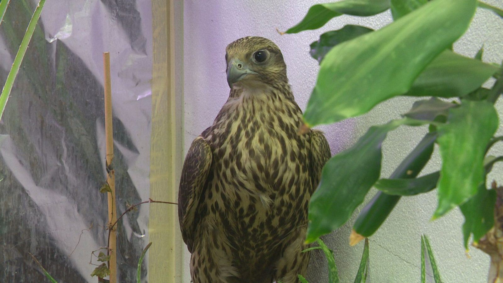 falki, falcon, кречет, Mynd, Фото: Þór Ægisson - RÚV
