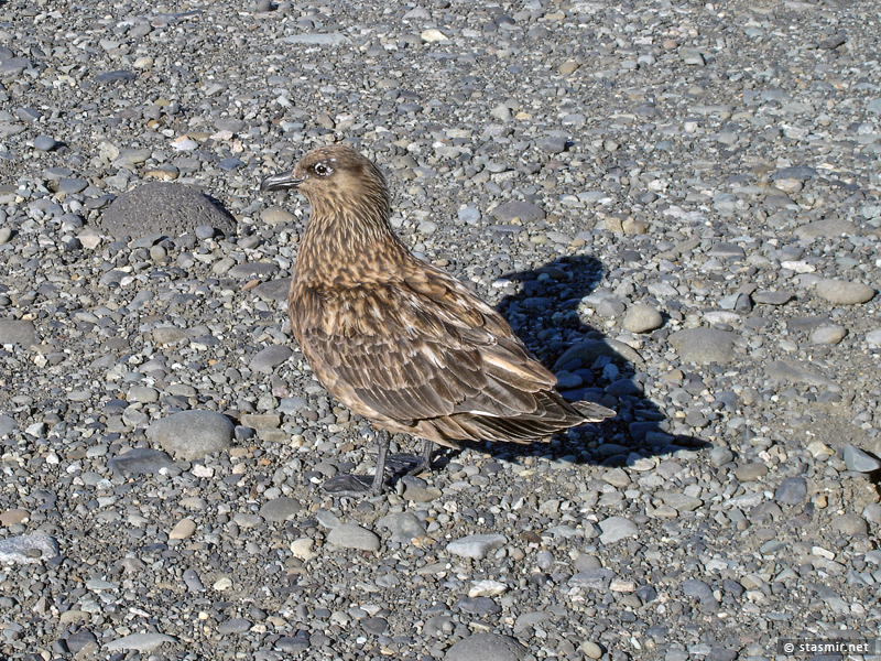Большой поморник (Catharacta skua)