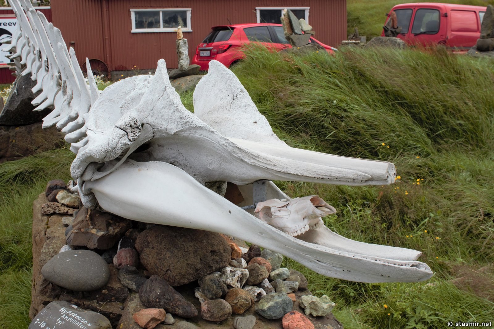 череп кита, фото Стасмир, photo Stasmir. Djúðivogur