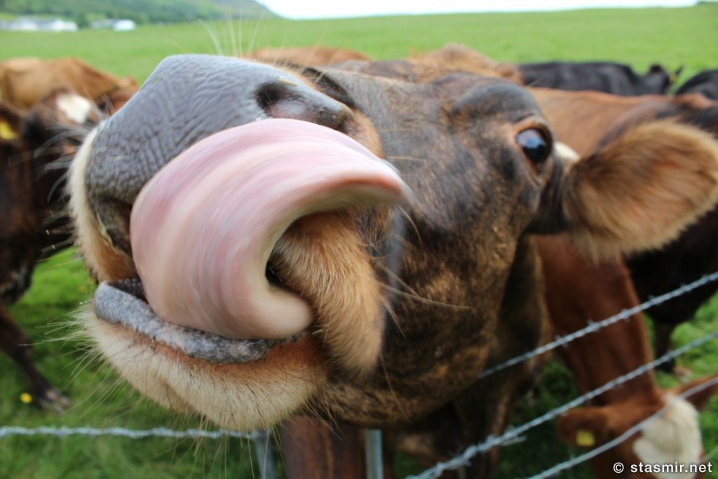 исландская безрогая корова, фото Стасмир