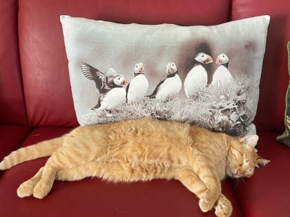 Cats and Pussins, Photo Stasmir, Фото Стасмир