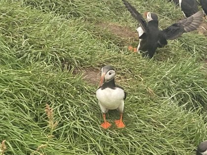 Puffins, Photo Stasmir, фото Стасмир, Стасирнет