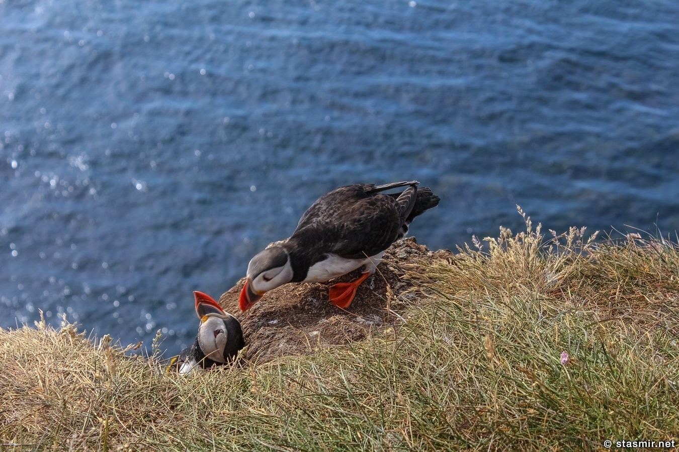 поцелуй тупиков на самой длинной скале в Европе, puffins, lundi, Вестфирдир, Vestfirðir, West Fjords, Photo Stasmir, Фото Стасмир, Фото Станислав Смирнов, Photo Stanislav Smirnov