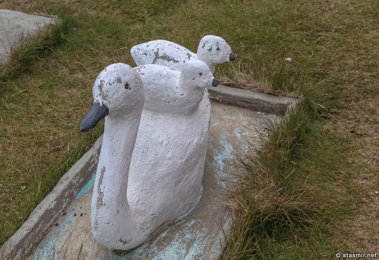 Уродливый лебедь с лебедятами в Селаурдалюр, Samúel Jónsson, Selárdalur, Arnarfjörður, орлиный фьорд, Самуэль Йоунссон, Западные фьорды, Photo Stasmir, Фото Стасмир