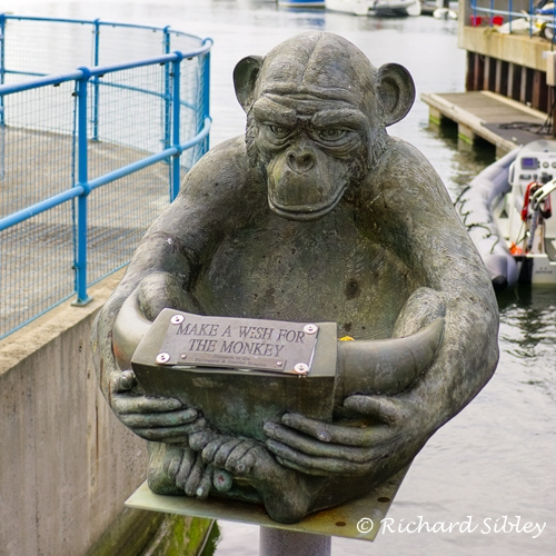 monkey