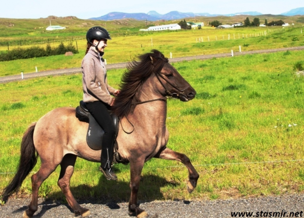 happiness is an icelandic horse