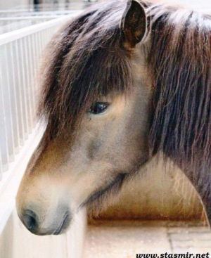 horses make better friends than banks
