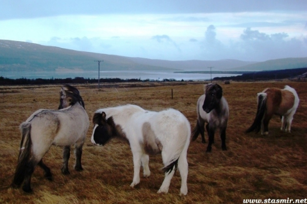 Winter horses