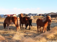 horsies, Стасмир Трэвэл, туры по Исландии со Стасмиром, Stanislav Smirnov, джипы в Исландии, отдых в Исландии, Туры в Исландию, летний отдых в Исландии, Исландия зимой
