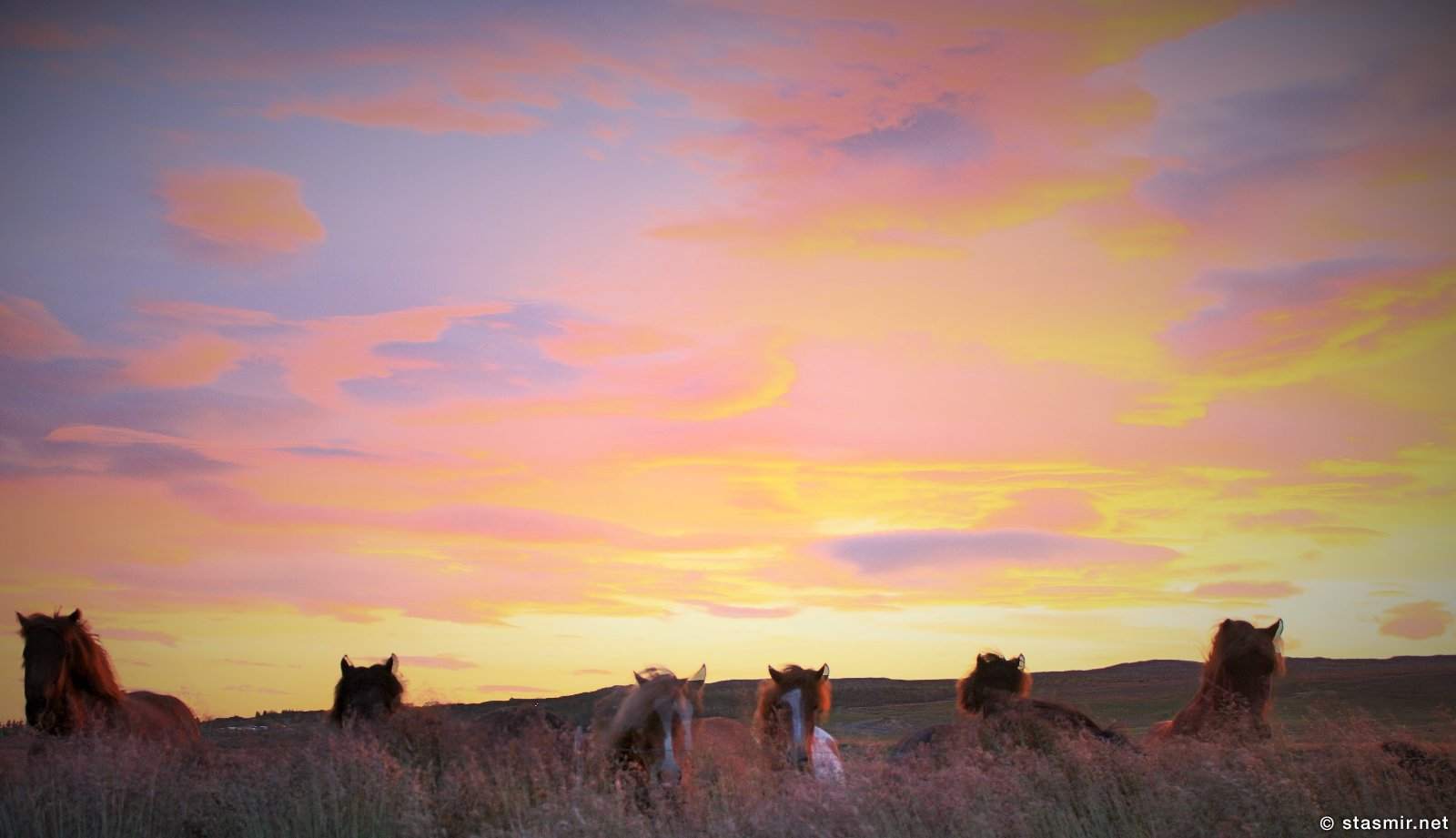 поля и лошади на ферме Нес, Рейкхольт, фото Стасмир, photo Stasmir, Серебряное кольцо Исландии, исландские лошадки