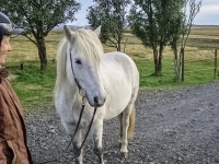 Icelandic horse, Исландская лошадь, Íslenski hesturinn