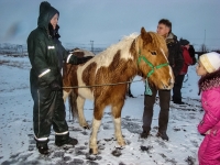 Icelandic horse, Исландская лошадь, Íslenski hesturinn,  фото Стасмир, Photo Stasmir