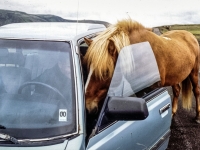Icelandic horse, Исландская лошадь, Íslenski hesturinn