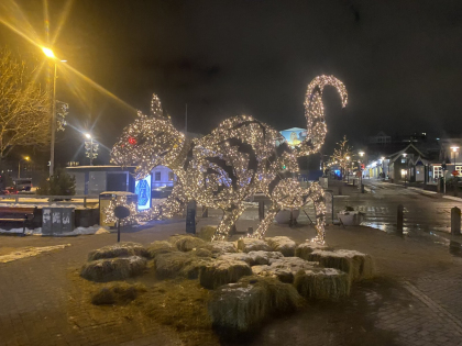 Рейкьявик 2023, фото Стасмир, Photo Stasmir, рождественский кот
