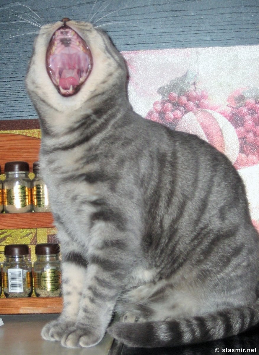 кошка открыла рот, фото Стасмир, photo Stasmir