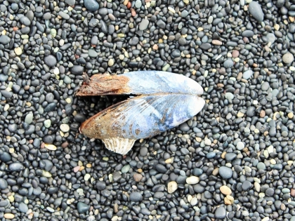 ракушка не берегу океана, Восточная Ислнадия, фото Стасмир, Photo Stasmir