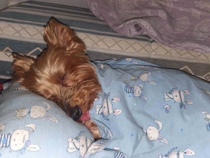 Yorkshire Terrier Askur, photo from Icelandic media.