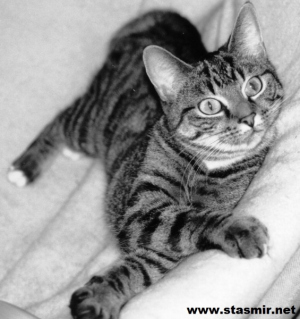 cat