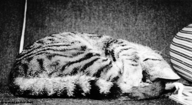 let them sleeping cats sleep