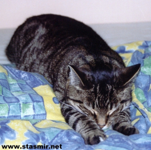 catnap