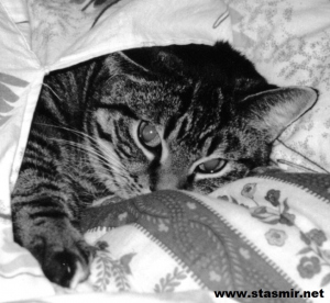 sleeping cat