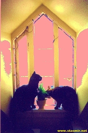 window cats