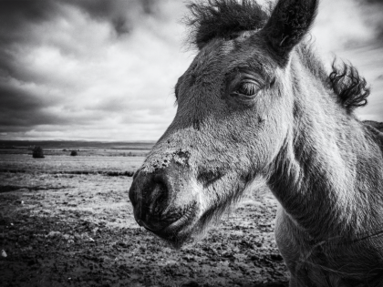Íslenski hesturinn, исландская порода лошади, только в данном случае жеребёнок. Фото Стасмир. Photo Stasmir.