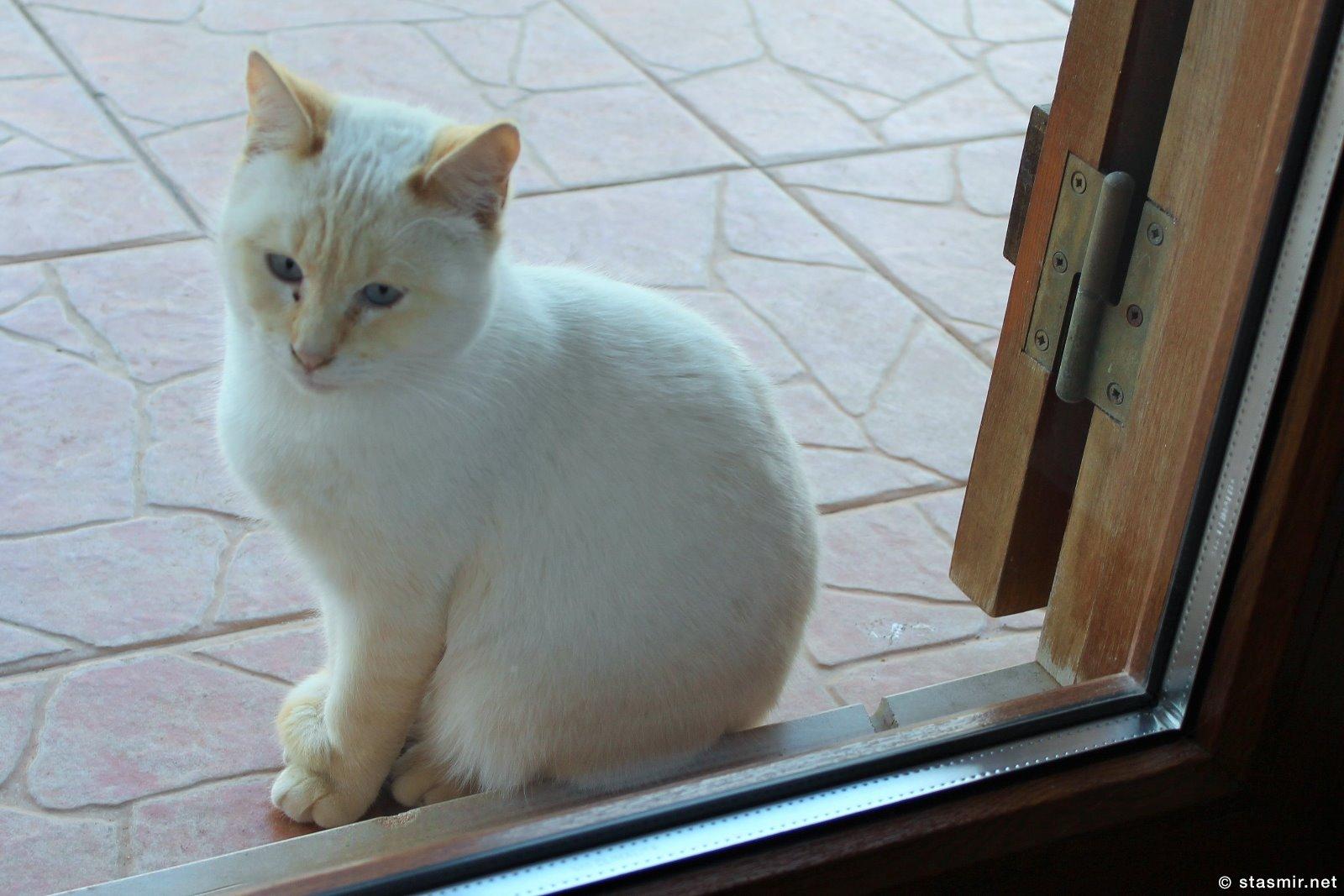 кошка за дверью, Казаиш-да-Санта-Тереза, Фото Стасмир, Photo Stasmir
