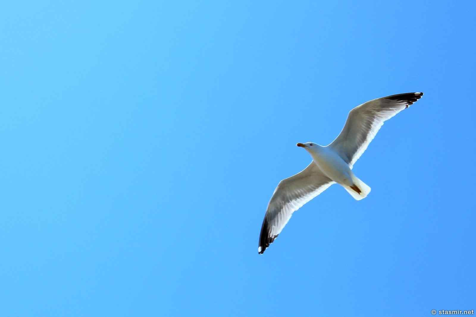 Чайка, Mávurinn, seagull, реет чайка, фото Стасмир, Photo Stasmir