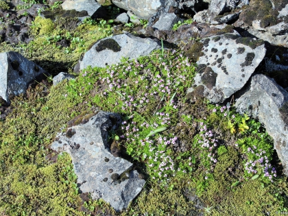 обсидиан, заросли обсидиана, hrafntinna, фото Стасмир, photo Stasmir, Landmannalaugar, Ландманналёйгар, пешие маршруты на Ландманналёйгар