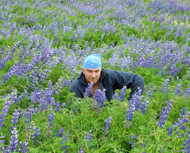 lupin