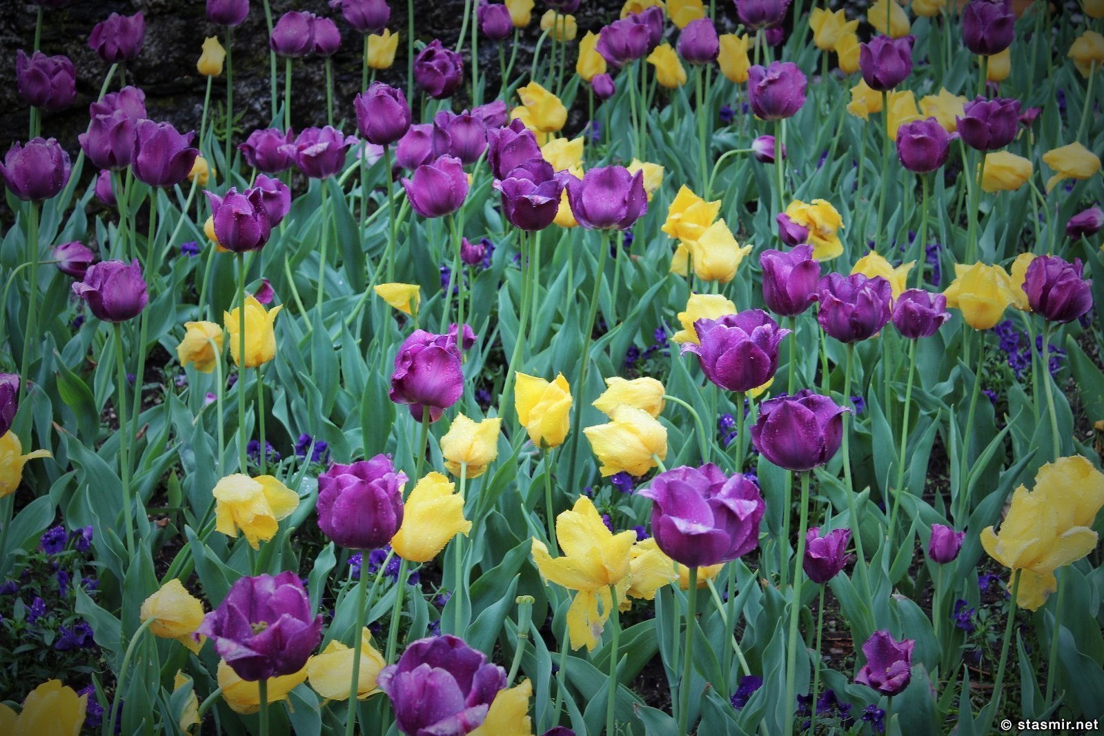 tulip, тюльпан, Giardini Botanici Villa Taranto, the Botanical Gardens of Villa Taranto, Ботанический сад Вилла Таранто, Пьемонт, Италия, озеро Маджоре, Стасмир, Стасмир Трэвэл, Станислав Смирнов, Stasmir, Stasmir Tarvel, Stanislav Smirnov