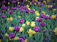 tulip, тюльпан, Giardini Botanici Villa Taranto, the Botanical Gardens of Villa Taranto, Ботанический сад Вилла Таранто, Пьемонт, Италия, озеро Маджоре, Стасмир, Стасмир Трэвэл, Станислав Смирнов, Stasmir, Stasmir Tarvel, Stanislav Smirnov