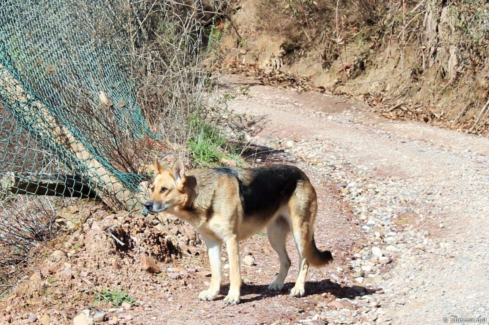 собака на пешей тропе вокруг Мармелете, Альгарве, фото Стасмир, photo Stasmir, Percurso Pedestre de Marmelete, Моншик, Мармелете