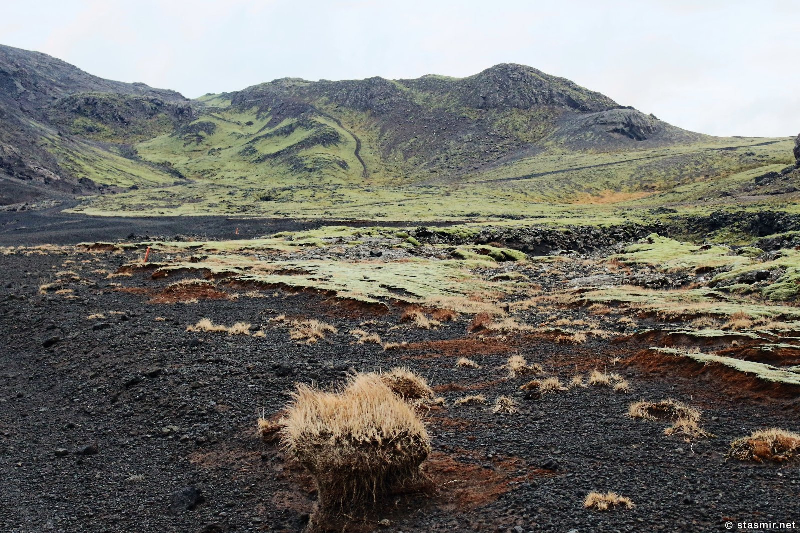 колосняк, фото Стасмир, photo Stasmir, Исландия, на полуострове Рейкьянес